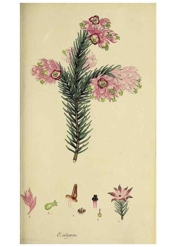 Reproducción/Reproduction 33993215878: The heathery, or, A monograph of the genus Erica :. London :Henry G. Bohn,1845.. 