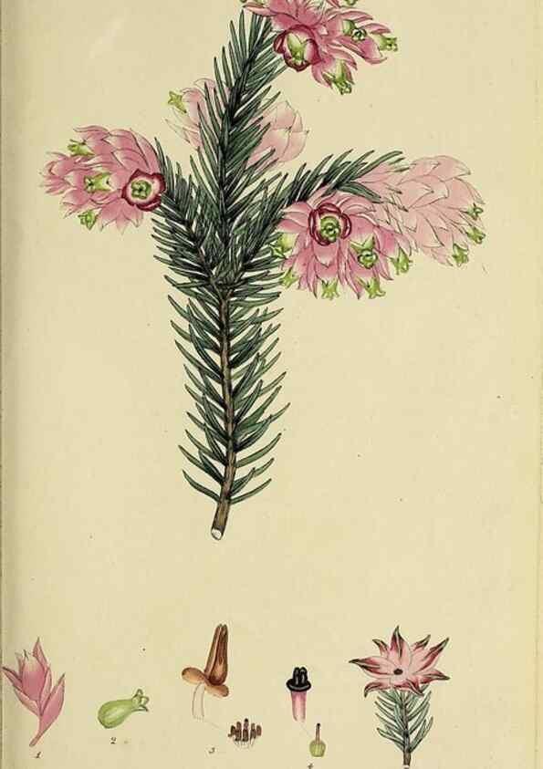 Reproducción/Reproduction 33993215878: The heathery, or, A monograph of the genus Erica :. London :Henry G. Bohn,1845.. 