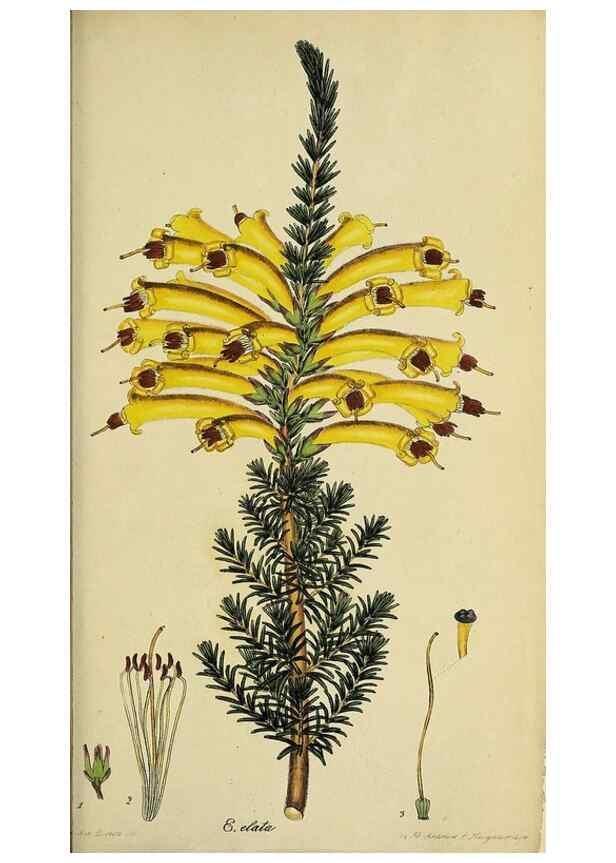 Reproducción/Reproduction 33993216658: The heathery, or, A monograph of the genus Erica :. London :Henry G. Bohn,1845.. 