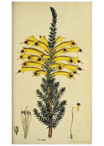Reproducción/Reproduction 33993216658: The heathery, or, A monograph of the genus Erica :. London :Henry G. Bohn,1845.. 