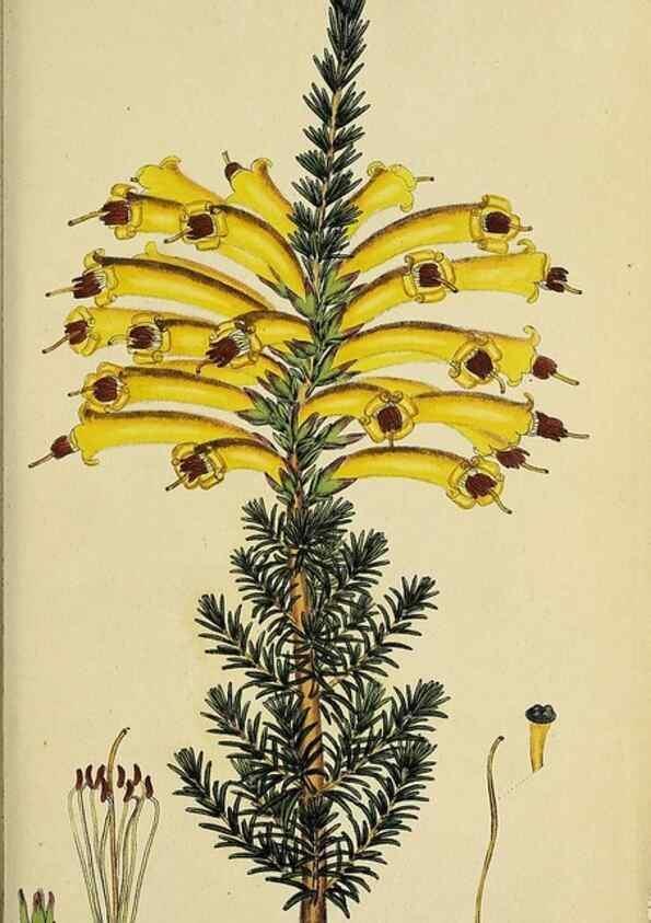Reproducción/Reproduction 33993216658: The heathery, or, A monograph of the genus Erica :. London :Henry G. Bohn,1845.. 