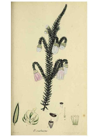 Reproducción/Reproduction 40903946743: The heathery, or, A monograph of the genus Erica :. London :Henry G. Bohn,1845.. 