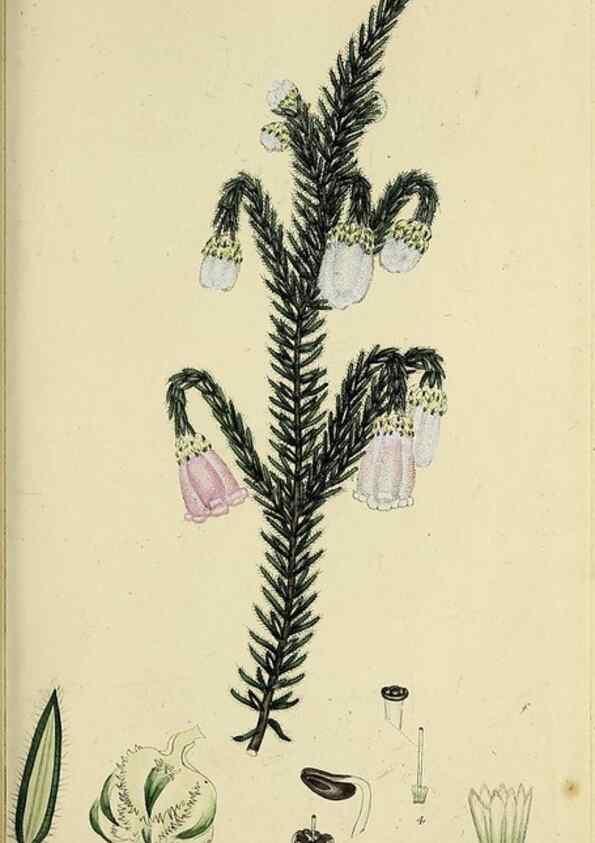 Reproducción/Reproduction 40903946743: The heathery, or, A monograph of the genus Erica :. London :Henry G. Bohn,1845.. 