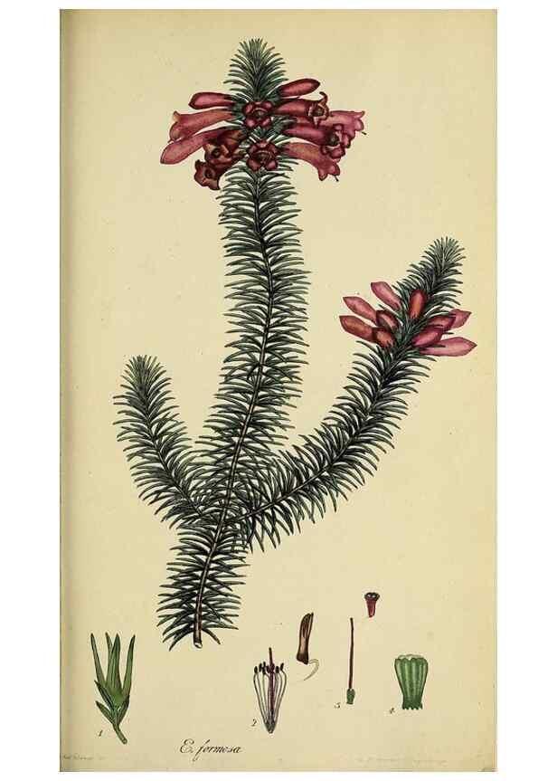 Reproducción/Reproduction 40903947073: The heathery, or, A monograph of the genus Erica :. London :Henry G. Bohn,1845.. 