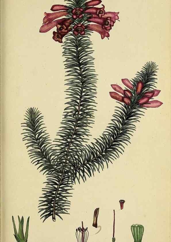 Reproducción/Reproduction 40903947073: The heathery, or, A monograph of the genus Erica :. London :Henry G. Bohn,1845.. 