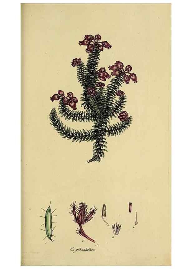 Reproducción/Reproduction 32926306767: The heathery, or, A monograph of the genus Erica :. London :Henry G. Bohn,1845.. 