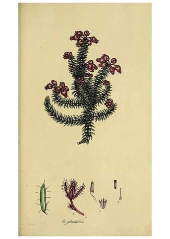 Reproducción/Reproduction 32926306767: The heathery, or, A monograph of the genus Erica :. London :Henry G. Bohn,1845.. 