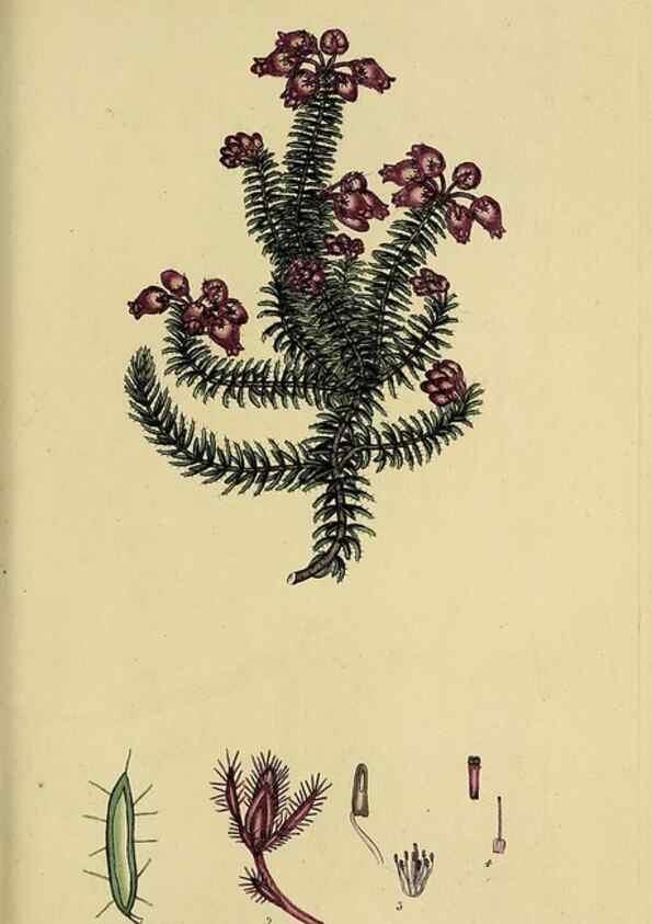 Reproducción/Reproduction 32926306767: The heathery, or, A monograph of the genus Erica :. London :Henry G. Bohn,1845.. 