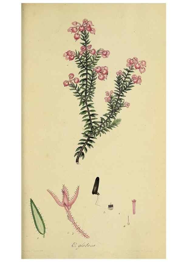 Reproducción/Reproduction 40903947583: The heathery, or, A monograph of the genus Erica :. London :Henry G. Bohn,1845.. 