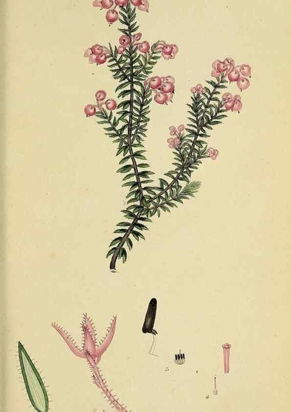 Reproducción/Reproduction 40903947583: The heathery, or, A monograph of the genus Erica :. London :Henry G. Bohn,1845.. 