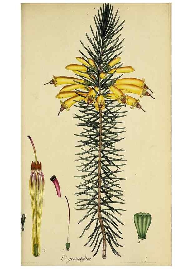Reproducción/Reproduction 32926307897: The heathery, or, A monograph of the genus Erica :. London :Henry G. Bohn,1845.. 