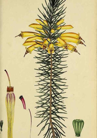 Reproducción/Reproduction 32926307897: The heathery, or, A monograph of the genus Erica :. London :Henry G. Bohn,1845.. 