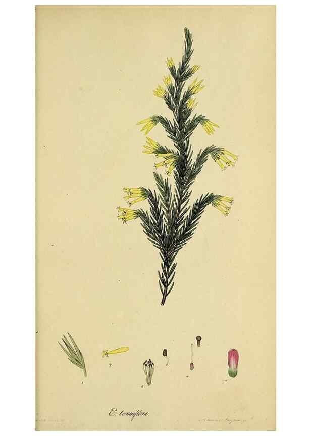 Reproducción/Reproduction 47081102684: The heathery, or, A monograph of the genus Erica :. London :Henry G. Bohn,1845.. 