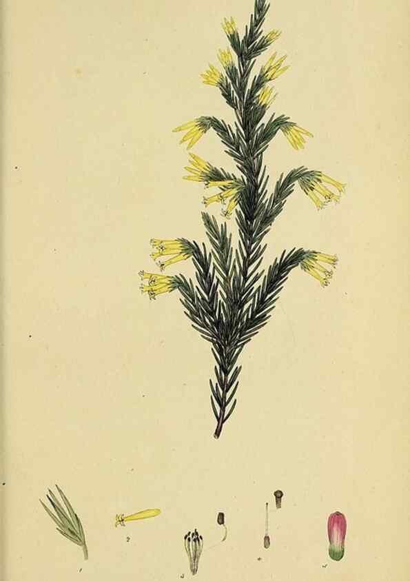 Reproducción/Reproduction 47081102684: The heathery, or, A monograph of the genus Erica :. London :Henry G. Bohn,1845.. 