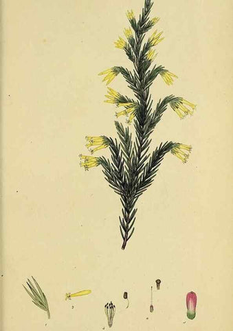 Reproducción/Reproduction 47081102684: The heathery, or, A monograph of the genus Erica :. London :Henry G. Bohn,1845.. 
