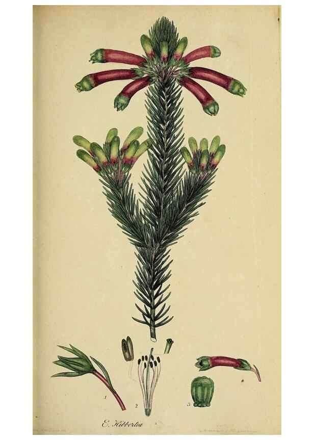 Reproducción/Reproduction 47870427811: The heathery, or, A monograph of the genus Erica :. London :Henry G. Bohn,1845.. 