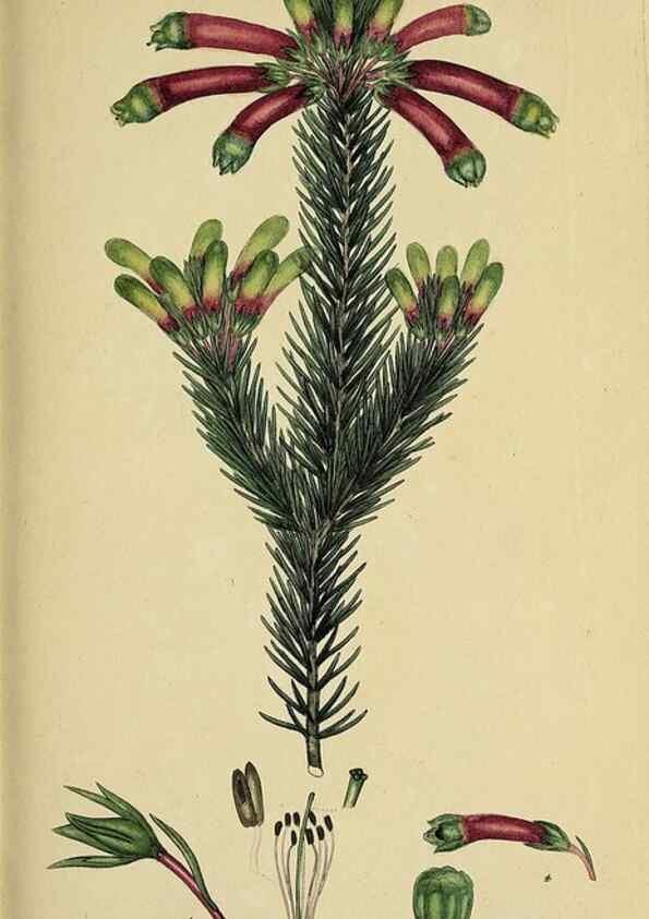 Reproducción/Reproduction 47870427811: The heathery, or, A monograph of the genus Erica :. London :Henry G. Bohn,1845.. 