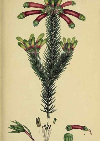 Reproducción/Reproduction 47870427811: The heathery, or, A monograph of the genus Erica :. London :Henry G. Bohn,1845.. 