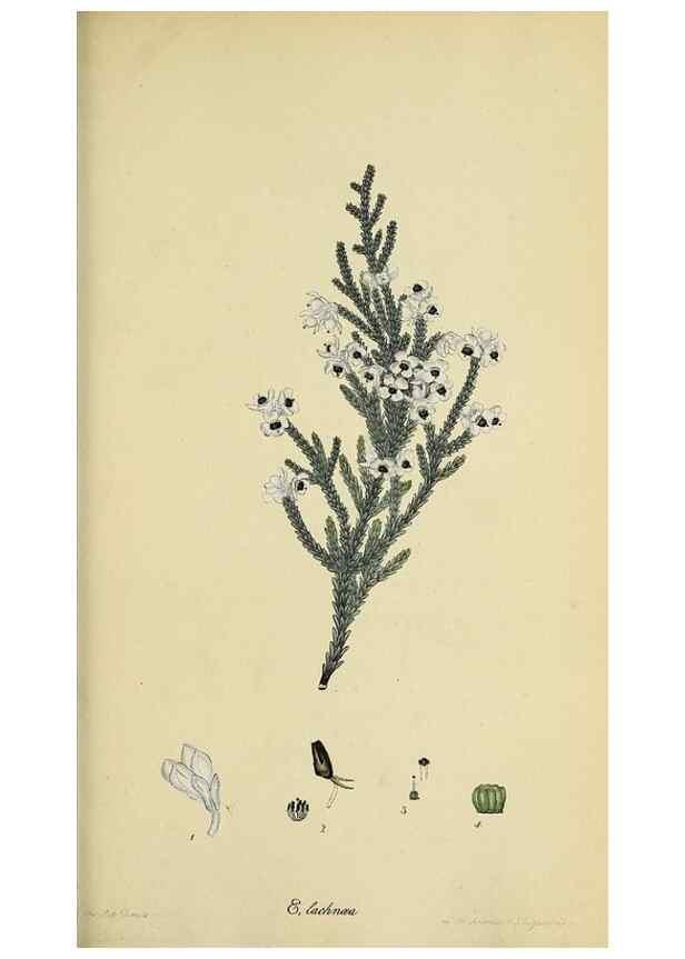 Reproducción/Reproduction 47870428651: The heathery, or, A monograph of the genus Erica :. London :Henry G. Bohn,1845.. 