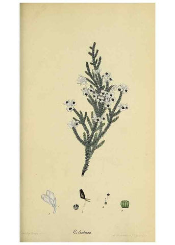 Reproducción/Reproduction 47870428651: The heathery, or, A monograph of the genus Erica :. London :Henry G. Bohn,1845.. 