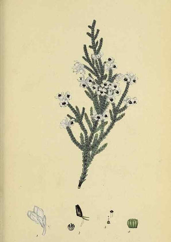 Reproducción/Reproduction 47870428651: The heathery, or, A monograph of the genus Erica :. London :Henry G. Bohn,1845.. 