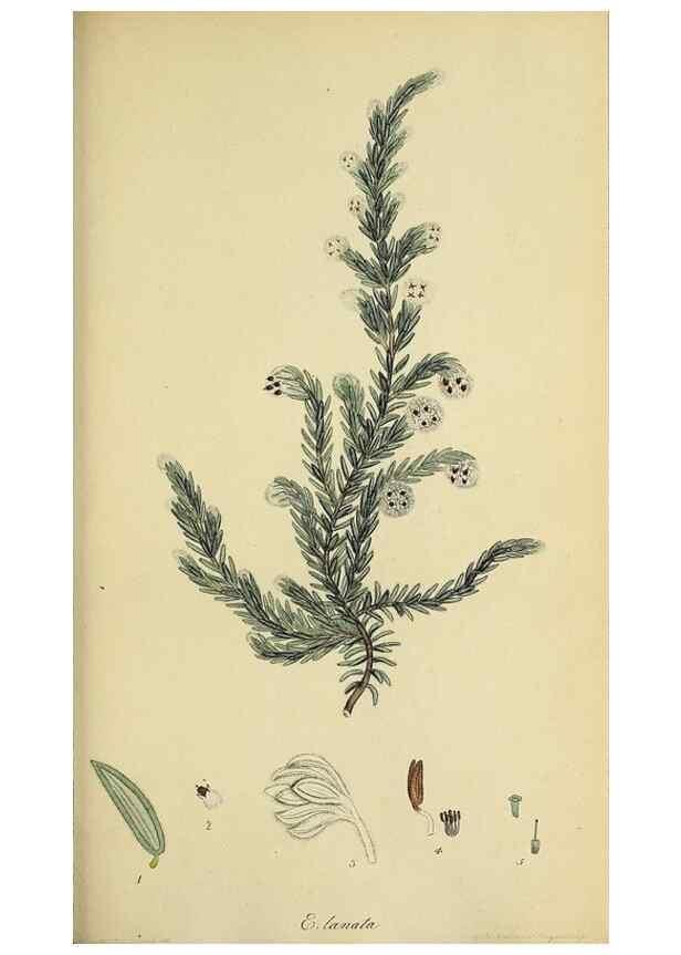 Reproducción/Reproduction 40903949983: The heathery, or, A monograph of the genus Erica :. London :Henry G. Bohn,1845.. 