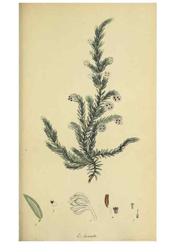 Reproducción/Reproduction 40903949983: The heathery, or, A monograph of the genus Erica :. London :Henry G. Bohn,1845.. 