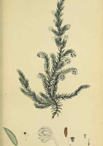 Reproducción/Reproduction 40903949983: The heathery, or, A monograph of the genus Erica :. London :Henry G. Bohn,1845.. 