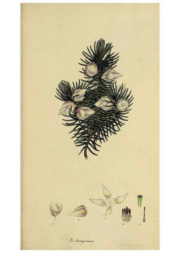 Reproducción/Reproduction 32926310307: The heathery, or, A monograph of the genus Erica :. London :Henry G. Bohn,1845.. 