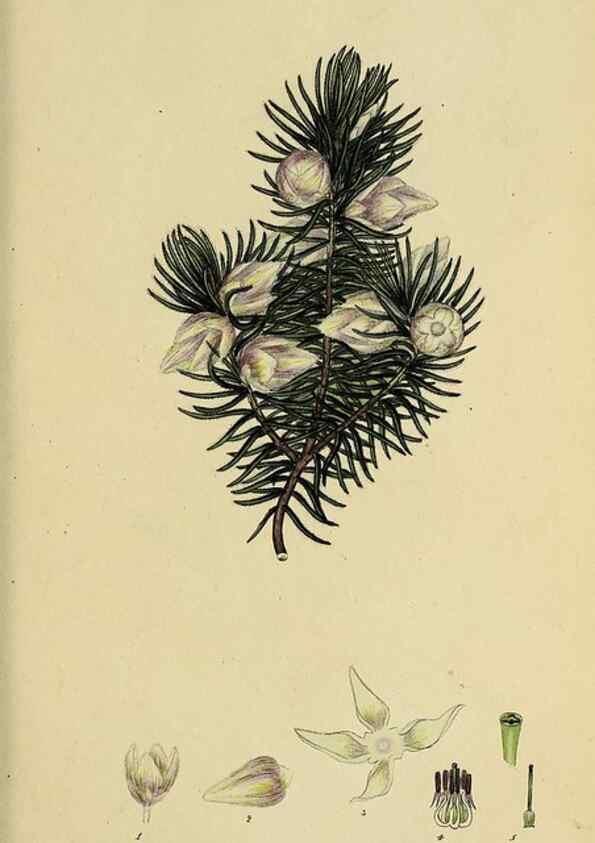 Reproducción/Reproduction 32926310307: The heathery, or, A monograph of the genus Erica :. London :Henry G. Bohn,1845.. 