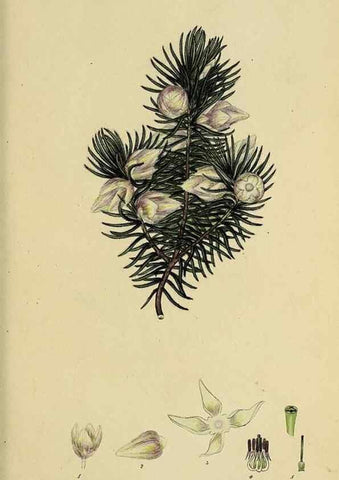 Reproducción/Reproduction 32926310307: The heathery, or, A monograph of the genus Erica :. London :Henry G. Bohn,1845.. 