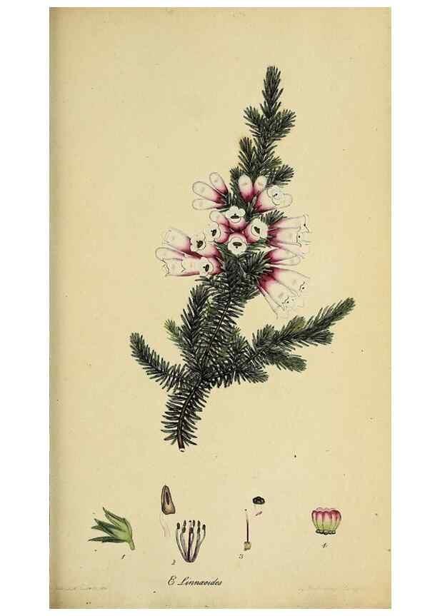 Reproducción/Reproduction 47818239112: The heathery, or, A monograph of the genus Erica :. London :Henry G. Bohn,1845.. 