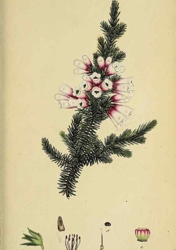 Reproducción/Reproduction 47818239112: The heathery, or, A monograph of the genus Erica :. London :Henry G. Bohn,1845.. 