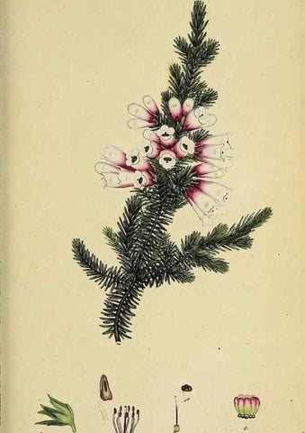 Reproducción/Reproduction 47818239112: The heathery, or, A monograph of the genus Erica :. London :Henry G. Bohn,1845.. 