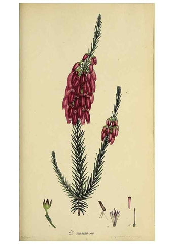 Reproducción/Reproduction 47870429771: The heathery, or, A monograph of the genus Erica :. London :Henry G. Bohn,1845.. 