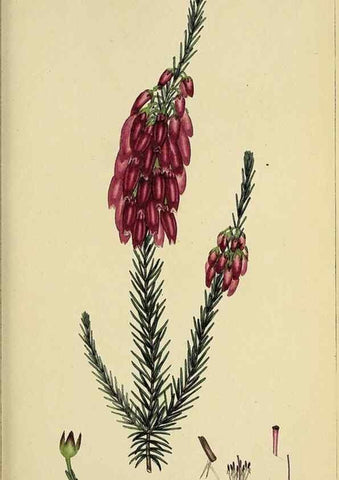 Reproducción/Reproduction 47870429771: The heathery, or, A monograph of the genus Erica :. London :Henry G. Bohn,1845.. 
