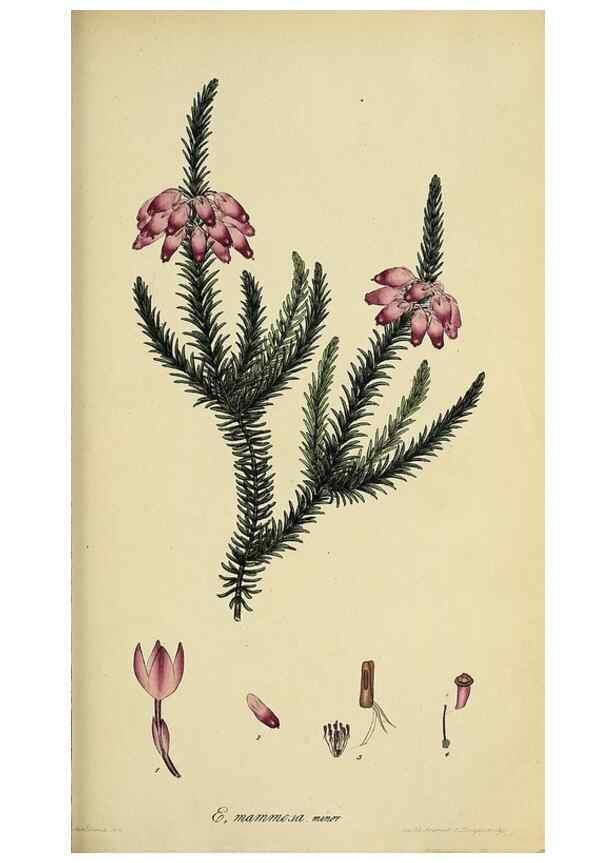 Reproducción/Reproduction 33993224698: The heathery, or, A monograph of the genus Erica :. London :Henry G. Bohn,1845.. 
