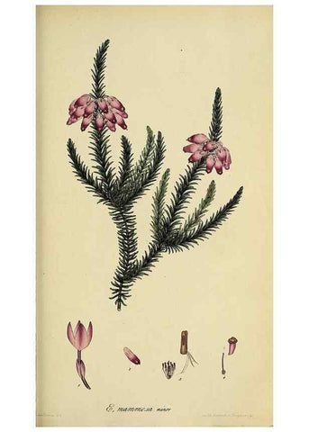 Reproducción/Reproduction 33993224698: The heathery, or, A monograph of the genus Erica :. London :Henry G. Bohn,1845.. 