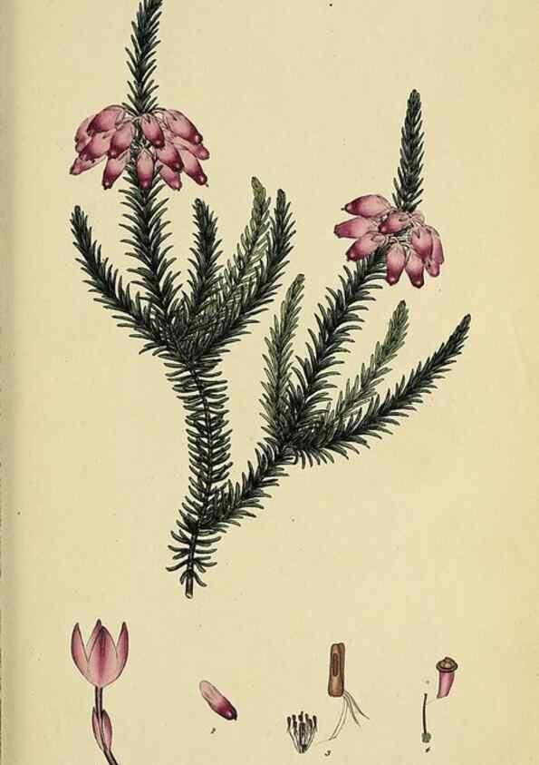 Reproducción/Reproduction 33993224698: The heathery, or, A monograph of the genus Erica :. London :Henry G. Bohn,1845.. 