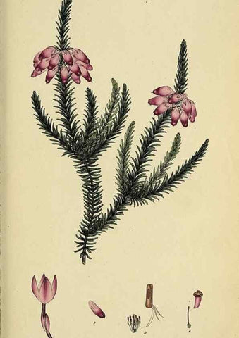 Reproducción/Reproduction 33993224698: The heathery, or, A monograph of the genus Erica :. London :Henry G. Bohn,1845.. 
