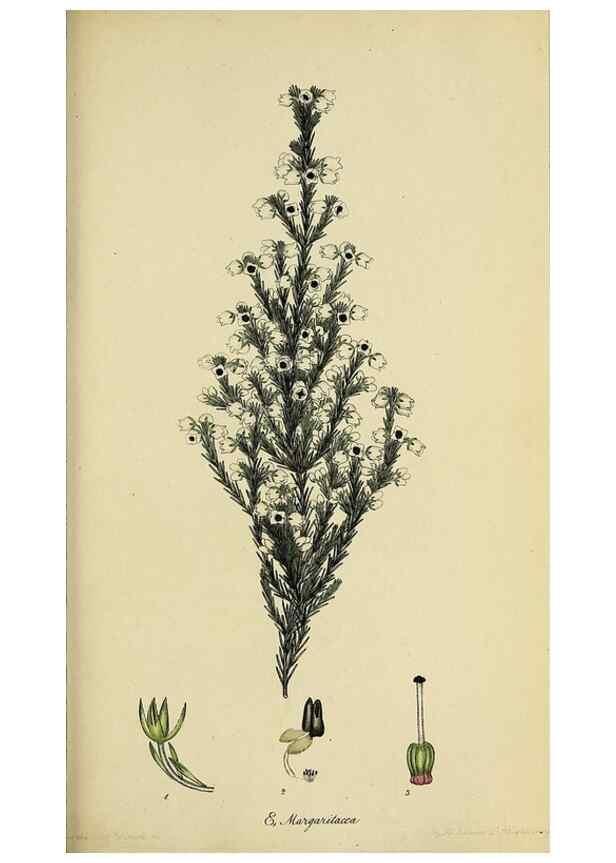 Reproducción/Reproduction 47870430301: The heathery, or, A monograph of the genus Erica :. London :Henry G. Bohn,1845.. 