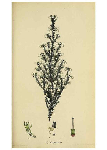 Reproducción/Reproduction 47870430301: The heathery, or, A monograph of the genus Erica :. London :Henry G. Bohn,1845.. 