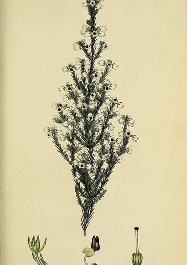 Reproducción/Reproduction 47870430301: The heathery, or, A monograph of the genus Erica :. London :Henry G. Bohn,1845.. 