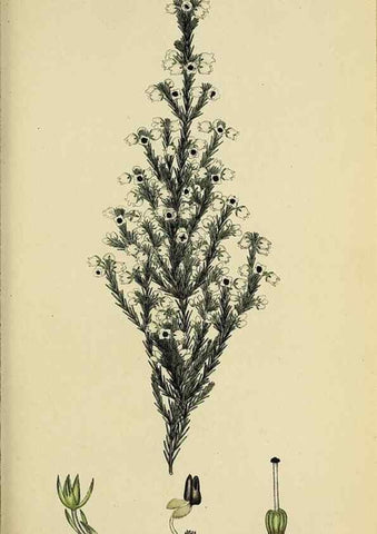 Reproducción/Reproduction 47870430301: The heathery, or, A monograph of the genus Erica :. London :Henry G. Bohn,1845.. 