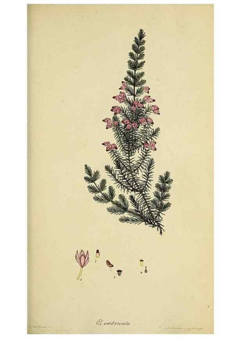 Reproducción/Reproduction 33993221448: The heathery, or, A monograph of the genus Erica :. London :Henry G. Bohn,1845.. 