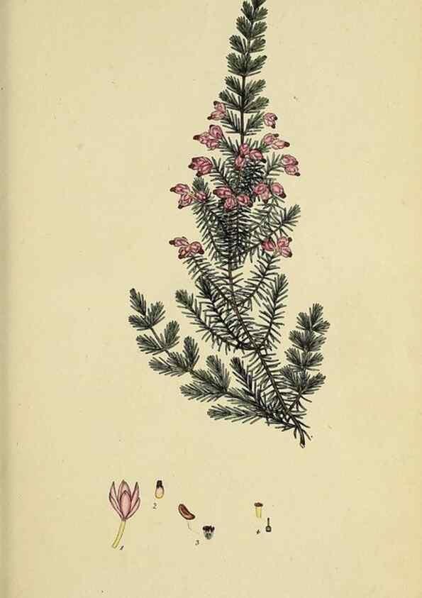Reproducción/Reproduction 33993221448: The heathery, or, A monograph of the genus Erica :. London :Henry G. Bohn,1845.. 
