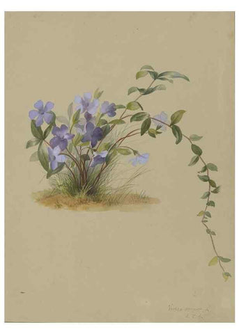 Reproducción/Reproduction 47965113901: Deborah Griscom Passmore watercolor album.. [ca. 1911]. 