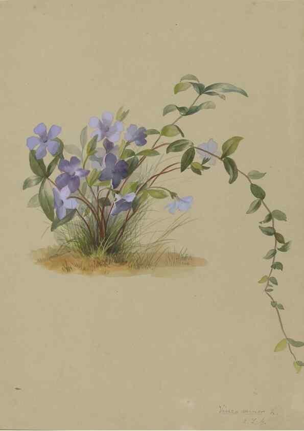 Reproducción/Reproduction 47965113901: Deborah Griscom Passmore watercolor album.. [ca. 1911]. 