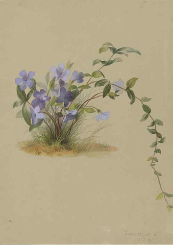 Reproducción/Reproduction 47965113901: Deborah Griscom Passmore watercolor album.. [ca. 1911]. 