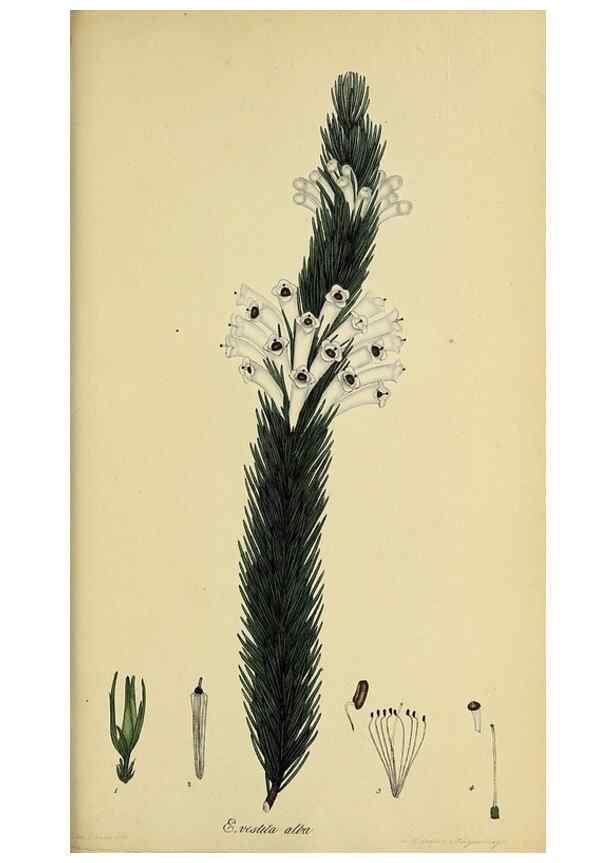 Reproducción/Reproduction 33993244488: The heathery, or, A monograph of the genus Erica :. London :Henry G. Bohn,1845.. 